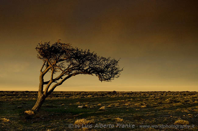 Arbol Bandera